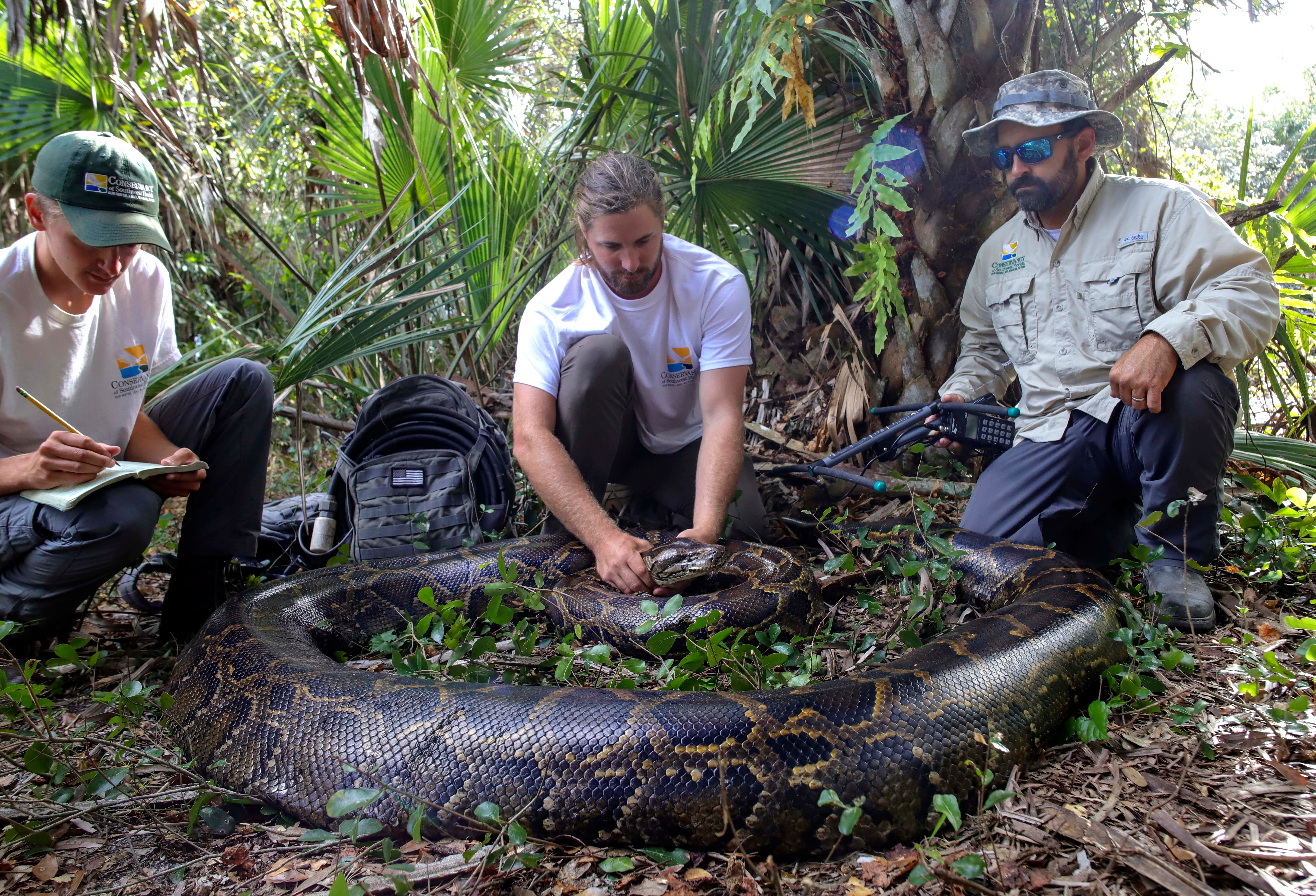 Record-Breaking Python-Florida