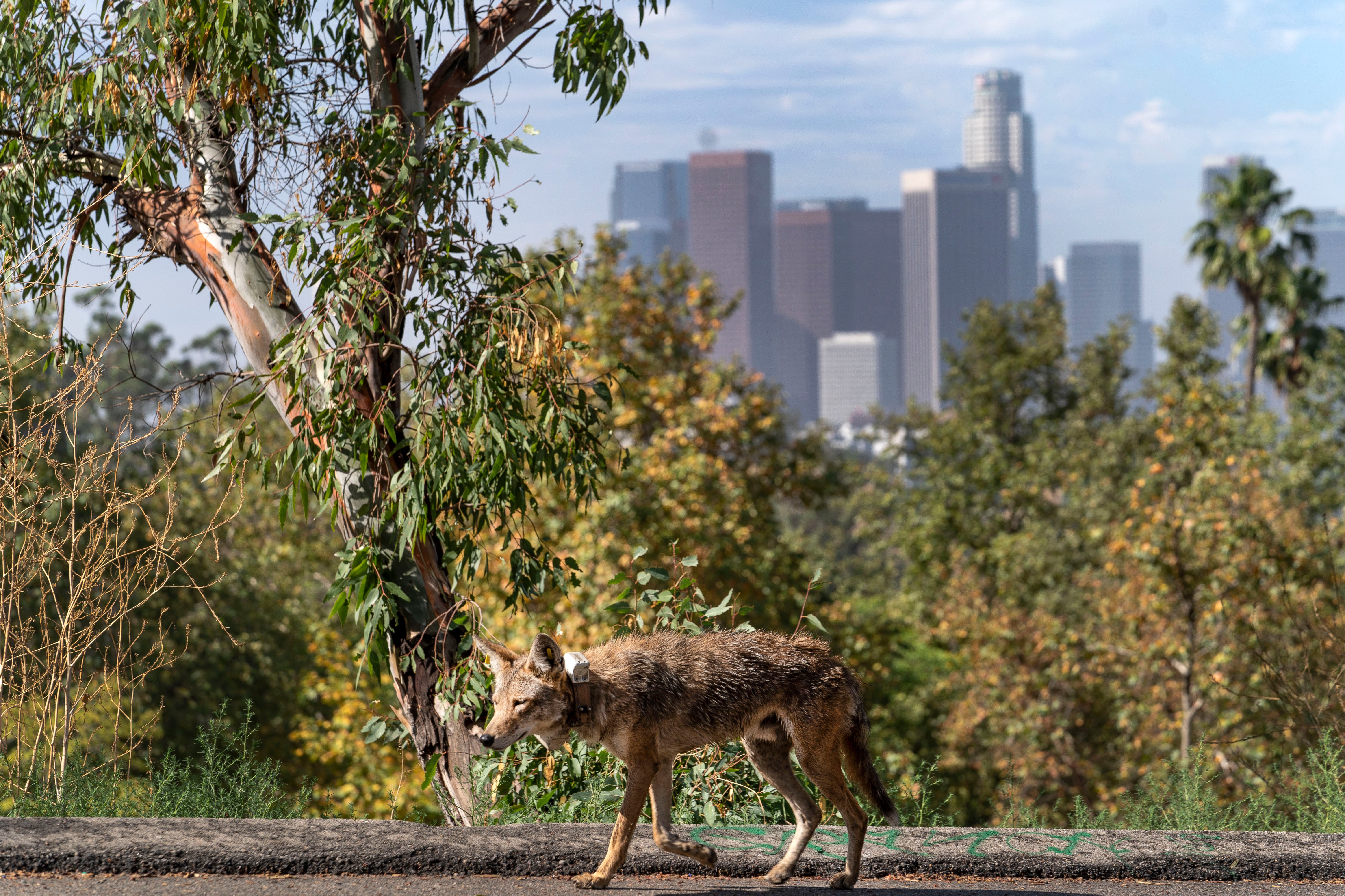 A coyote roams near Los Angeles; California officials have warned people to stop feeding the animals