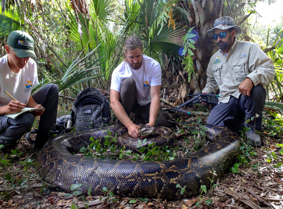 FLORIDA-PITÓN