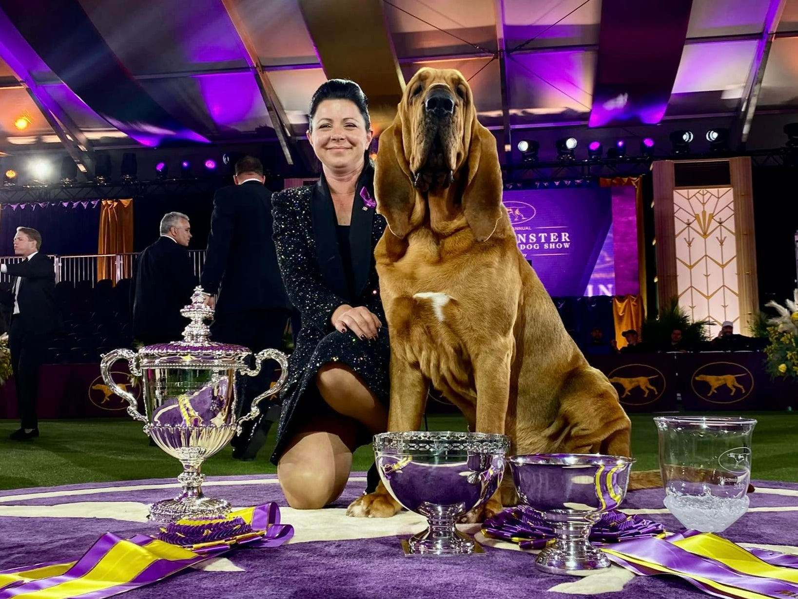 Trumpet has become the first bloodhound to win the prestigious Westminster Kennel Club dog show