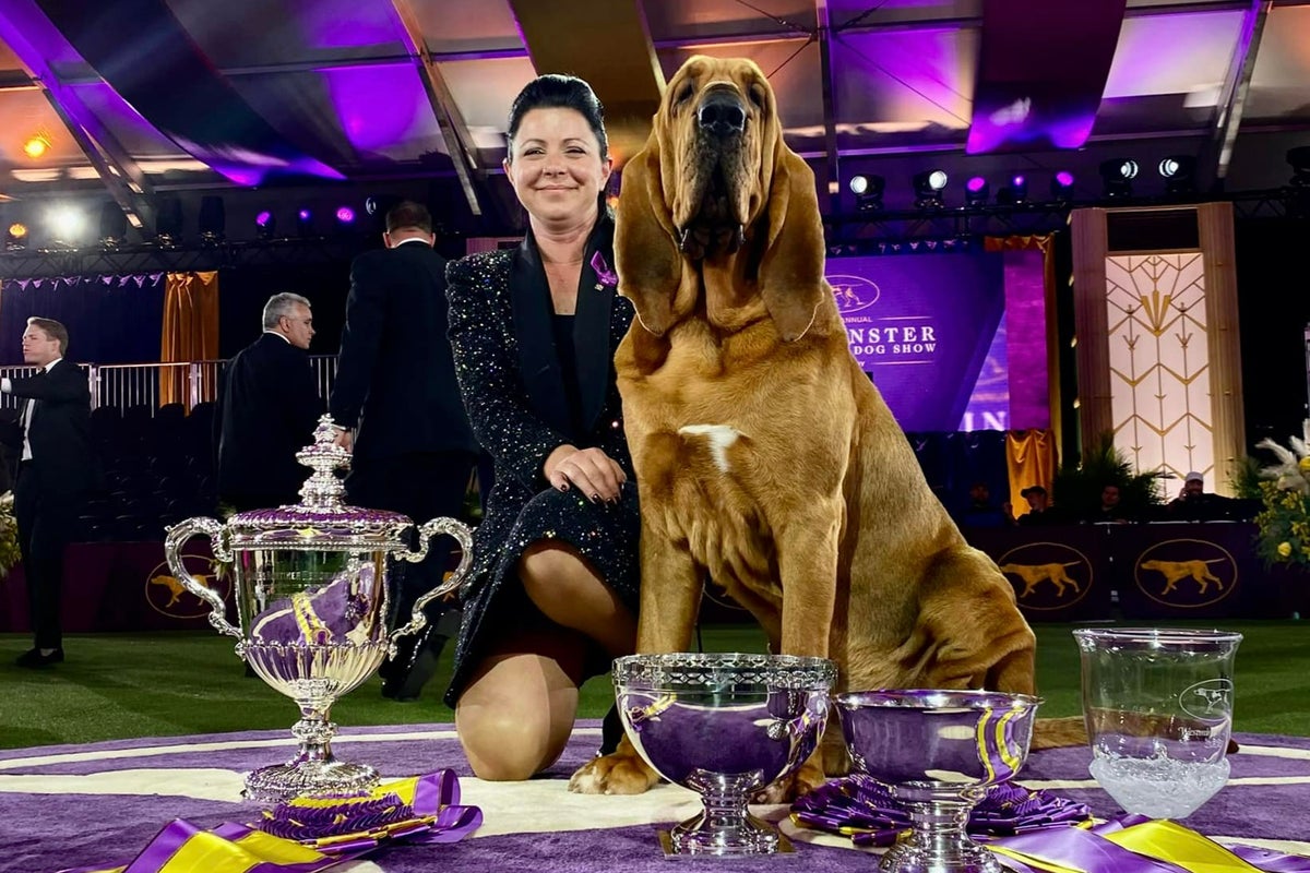 Trumpet the Bloodhound gewinnt prestigeträchtige Westminster Kennel Club ...