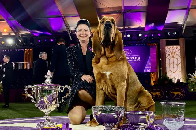 <p>Trumpet has become the first bloodhound to win the prestigious Westminster Kennel Club dog show  </p>