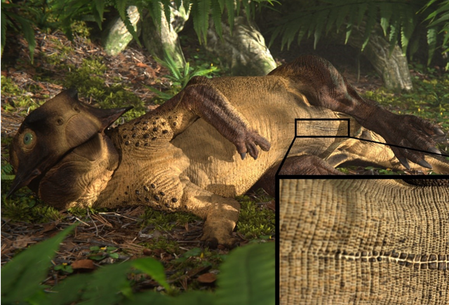 <p>3D reconstruction of a reclining Psittacosaurus showing the long umbilical scar surrounded by distinctive scales that was identified by study team</p>