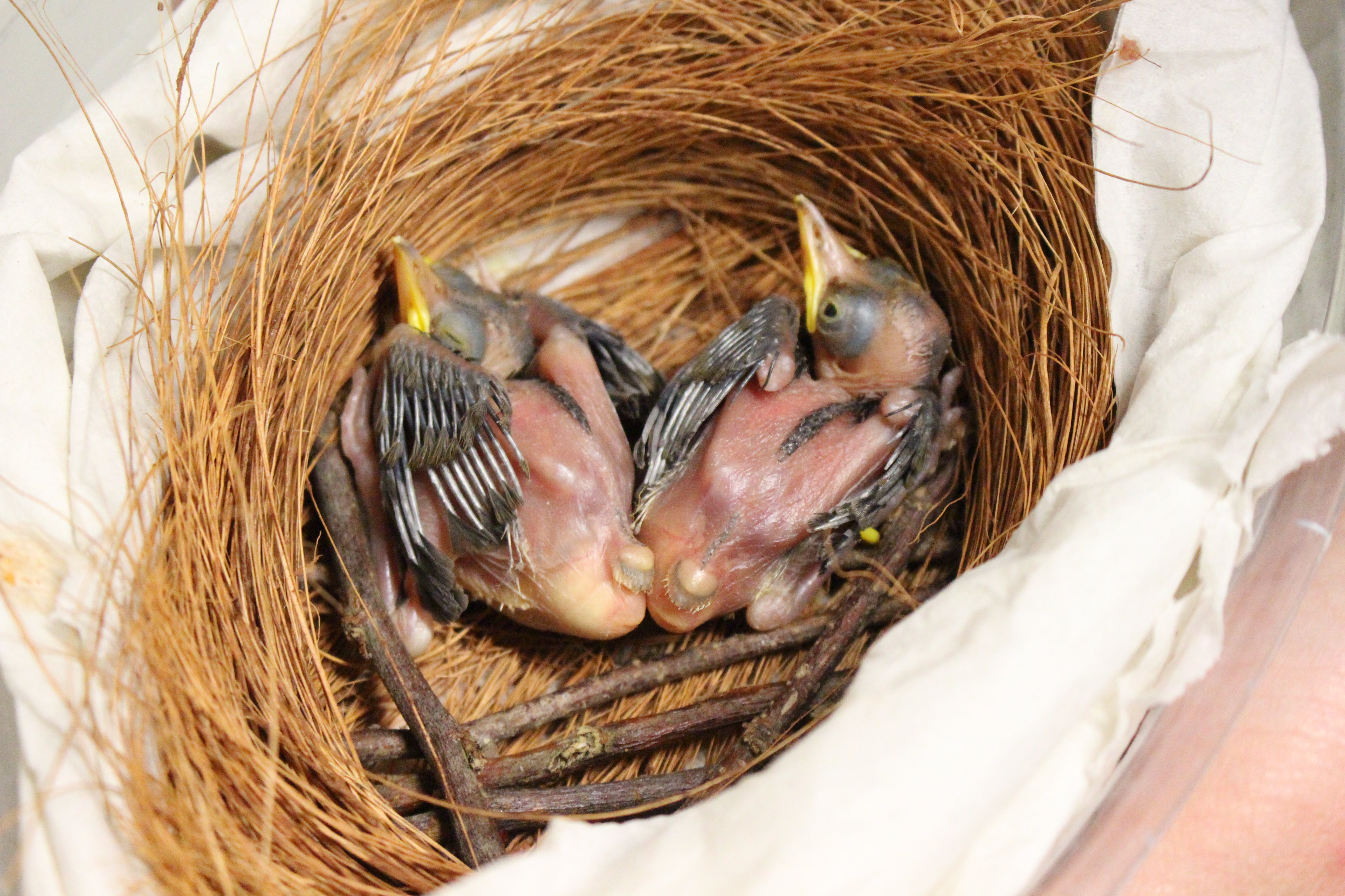 Two critically endangered blue crowned laughingthrush chicks (Pterorhinus courtoisi) have been saved by keepers at Whipsnade Zoo. (ZSL Whipsnade Zoo/PA)