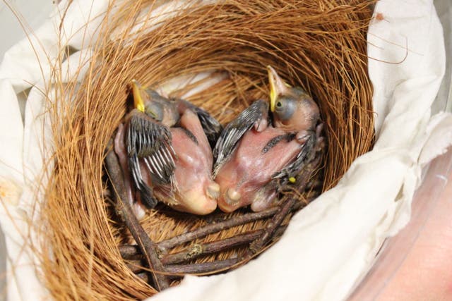 Two critically endangered blue crowned laughingthrush chicks (Pterorhinus courtoisi) have been saved by keepers at Whipsnade Zoo. (ZSL Whipsnade Zoo/PA)