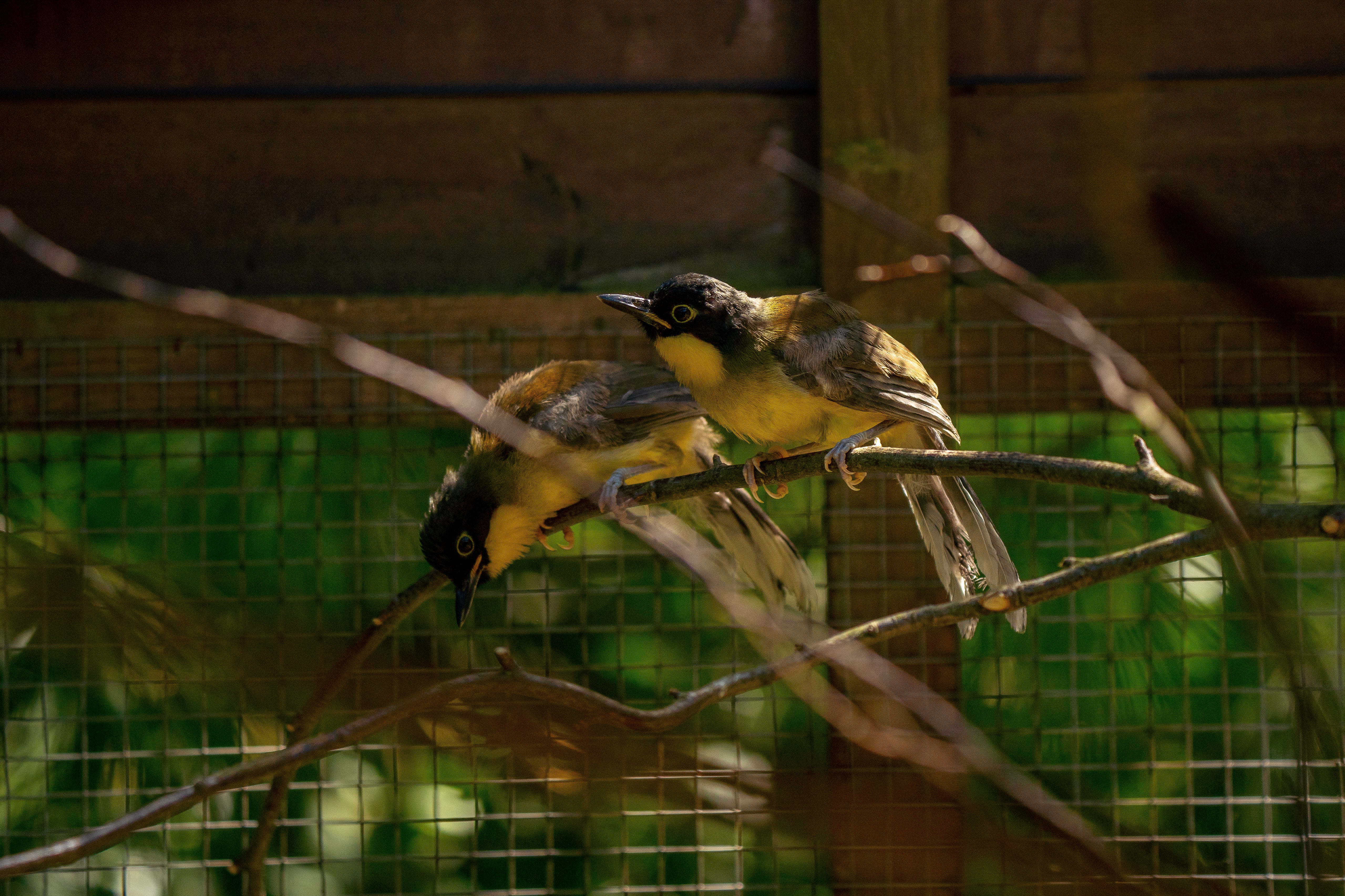 Keepers at ZSL Whipsnade Zoo stepped in to hand-rear the two blue crowned laughingthrush chicks. (ZSL Whipsnade Zoo/PA)