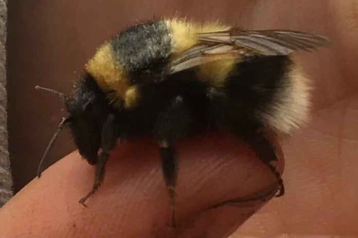 Staff from the Bumblebee Conservation Trust found a number of Ruderal bumblebee queens foraging on foxglove
