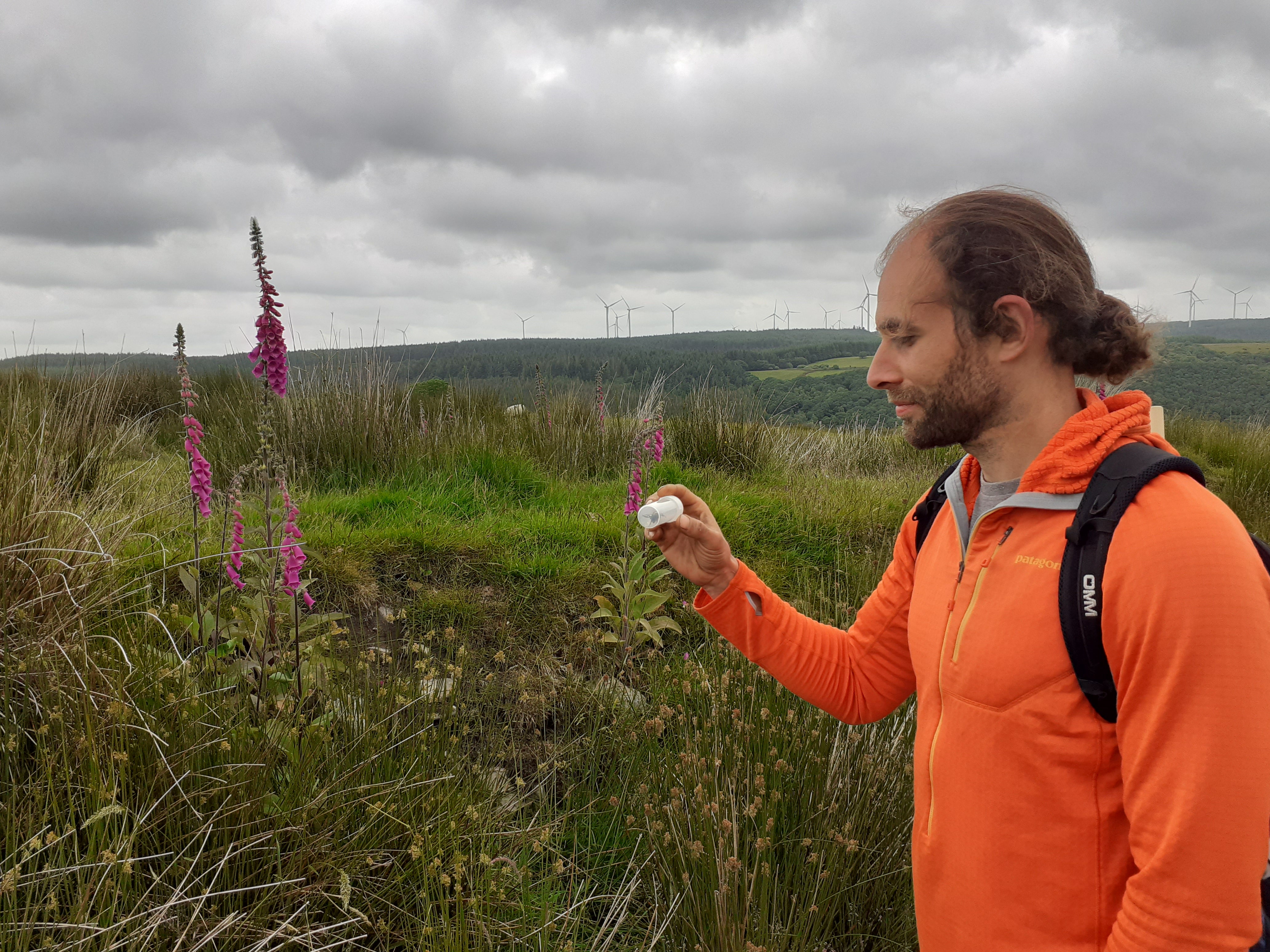 Lawrence Harris, Wales project development officer for the Bumblebee Conservation Trust