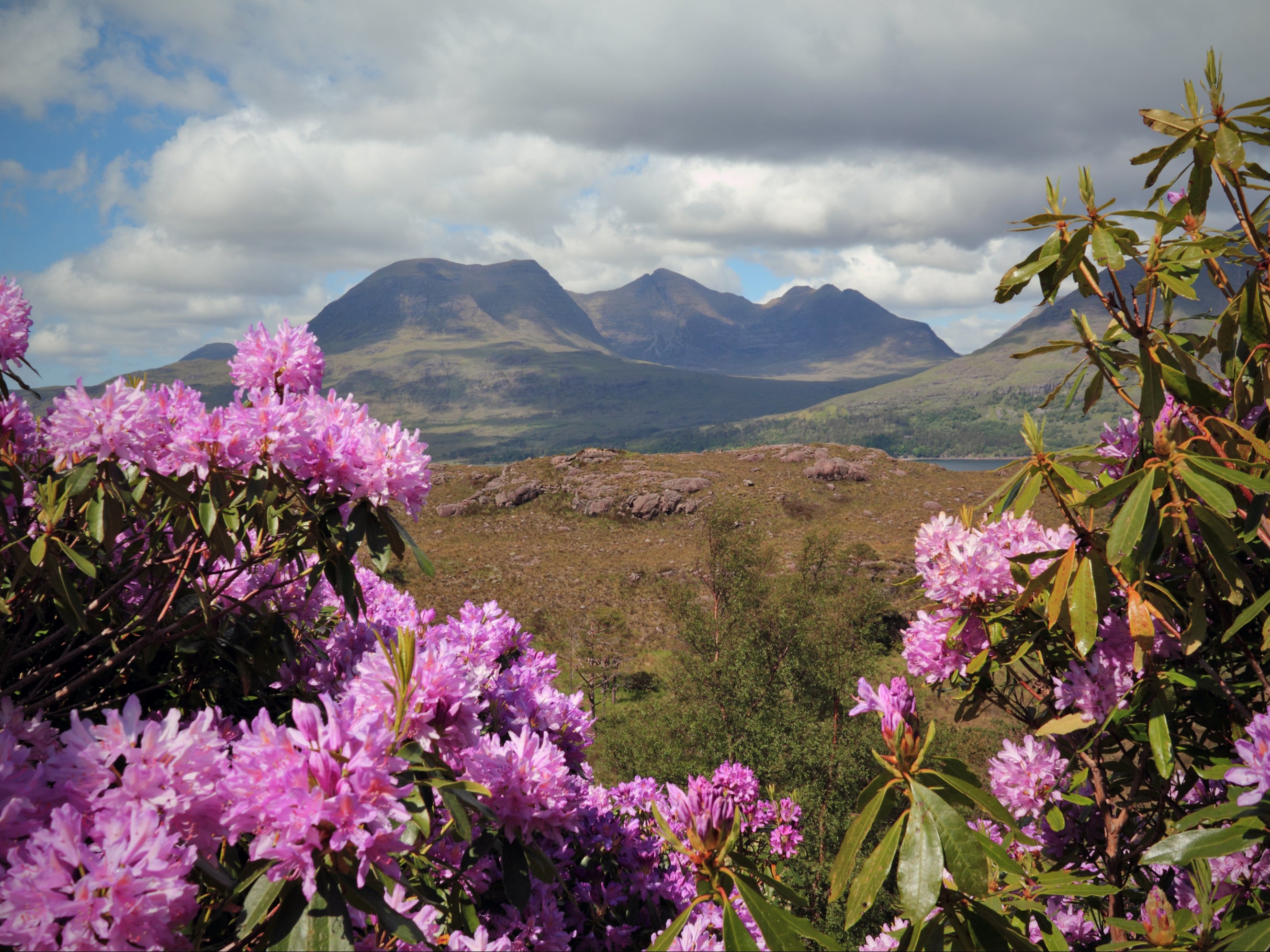 ‘They are a huge menace’: Rhododendrons, seen here in Scotland, prevent trees from growing and support few other species, reducing biodiversity and harming the environment