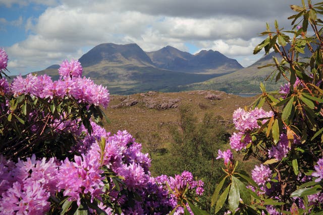 <p>‘They are a huge menace’: Rhododendrons, seen here in Scotland, prevent trees from growing and support few other species, reducing biodiversity and harming the environment</p>