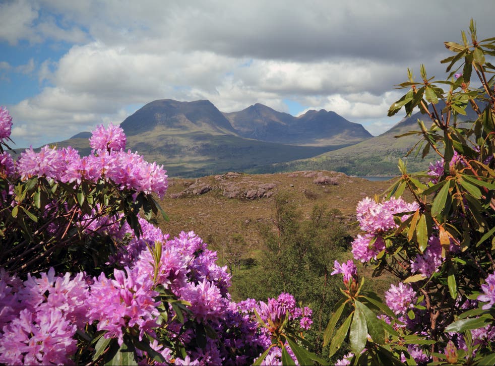 <p>‘They are a huge menace’: Rhododendrons, seen here in Scotland, prevent trees from growing and support few other species, reducing biodiversity and harming the environment</p>