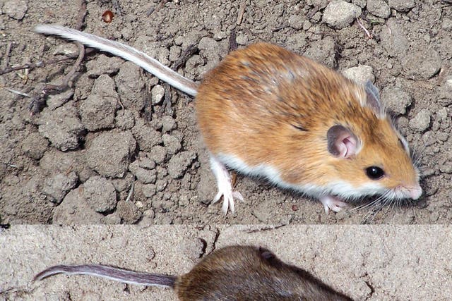 Lord True suggested there would be fewer mice in Parliament if more powerful vacuums were allowed (Emily Kay/PA)
