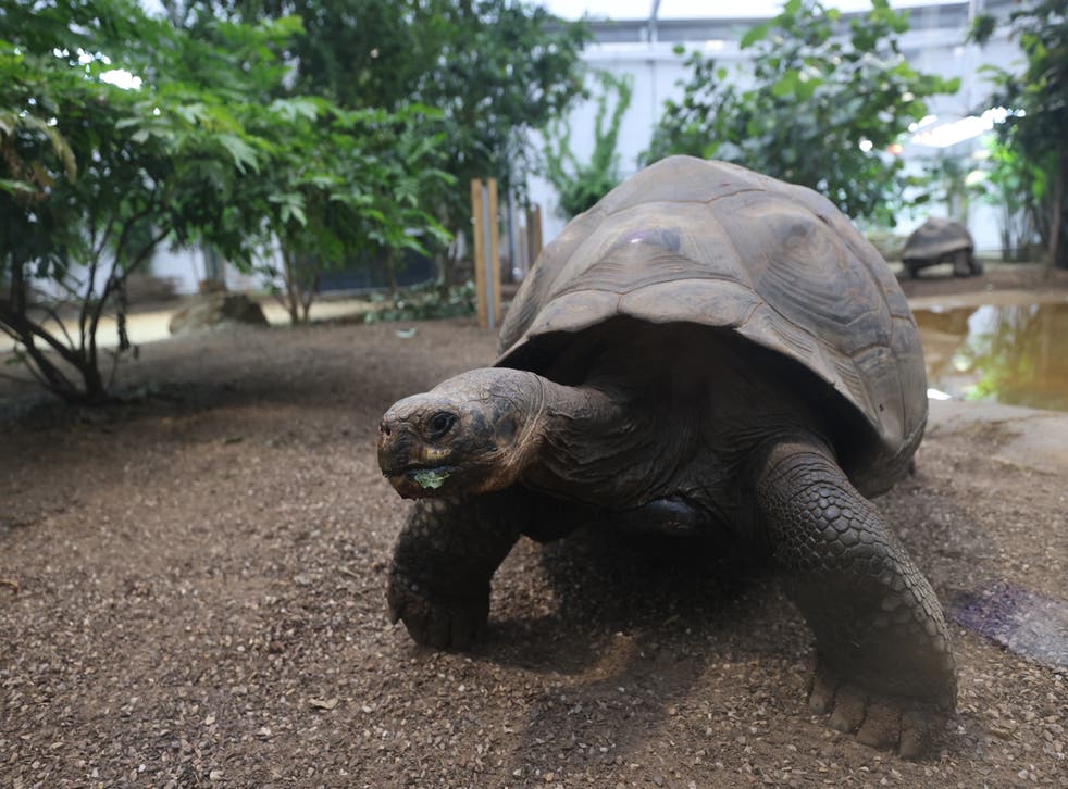 Tortoises can slow down ageing process, study suggests (James Manning/PA)