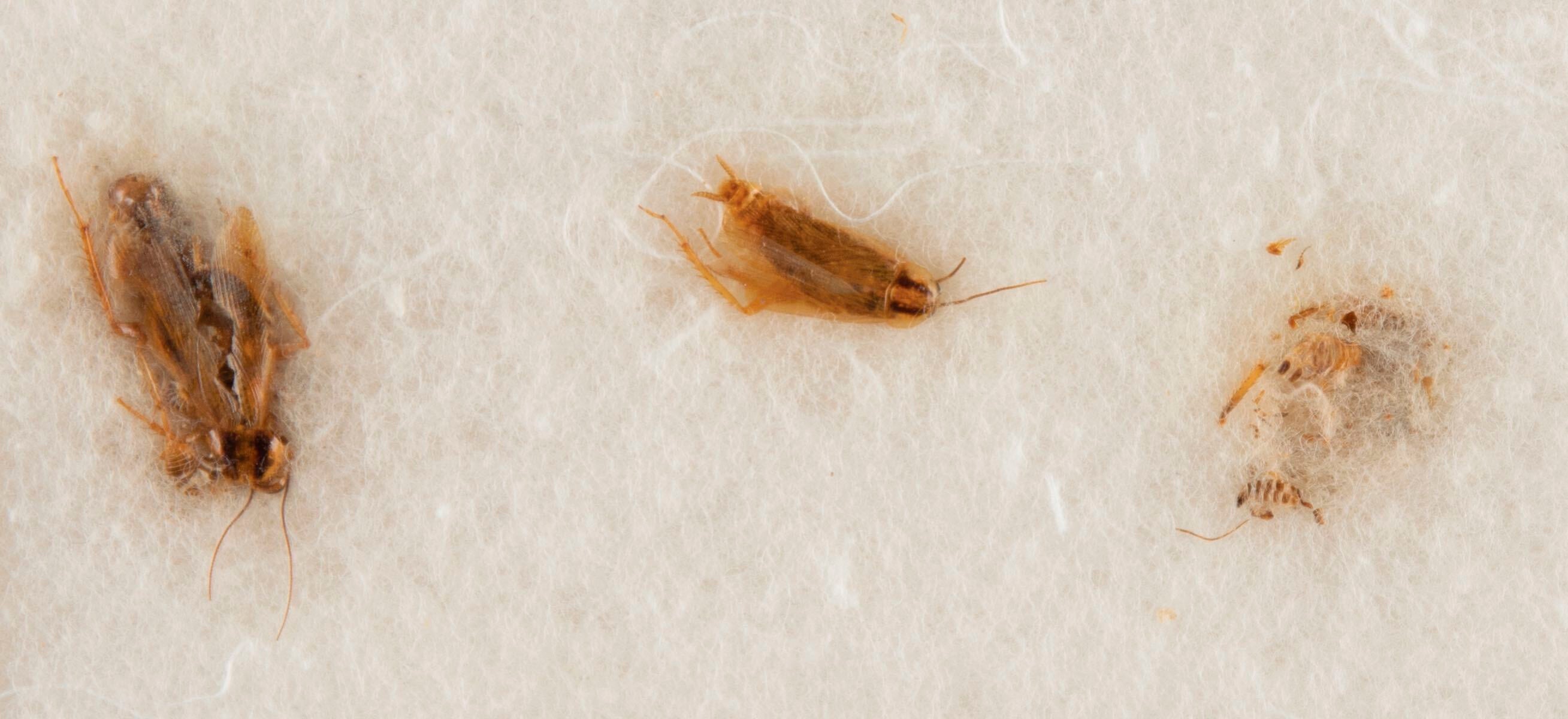 Moon-Dust-and-Cockroaches