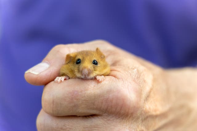 Hazel dormouse held as part of reintroduction project (Peter Howarth/PTES/PA)