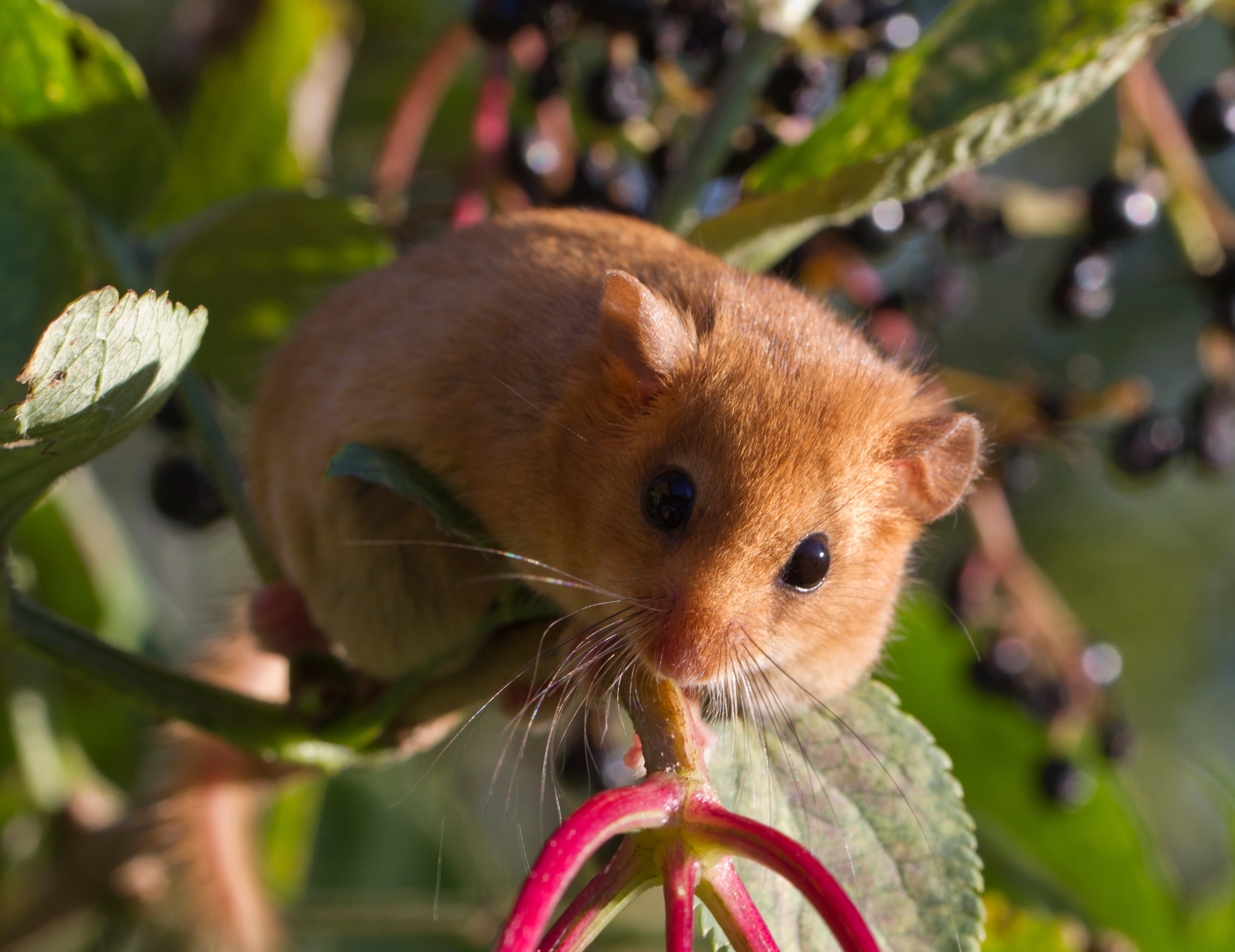 The dormouse was found dead next to the wire it had gnawed