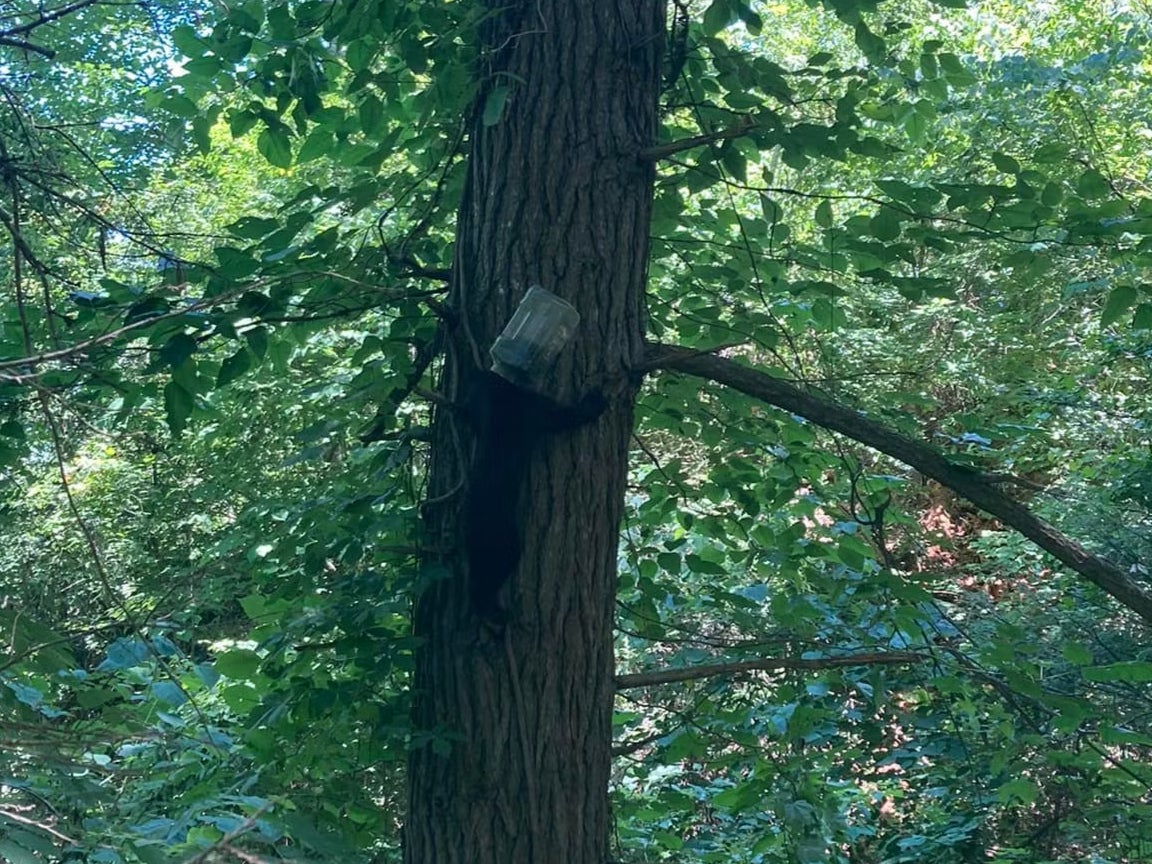 The bear, with the plastic container on its head, climbs a tree