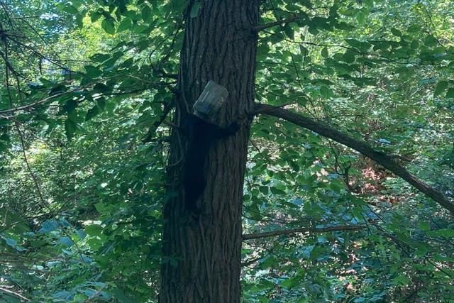 <p>The bear, with the plastic container on its head, climbs a tree</p>