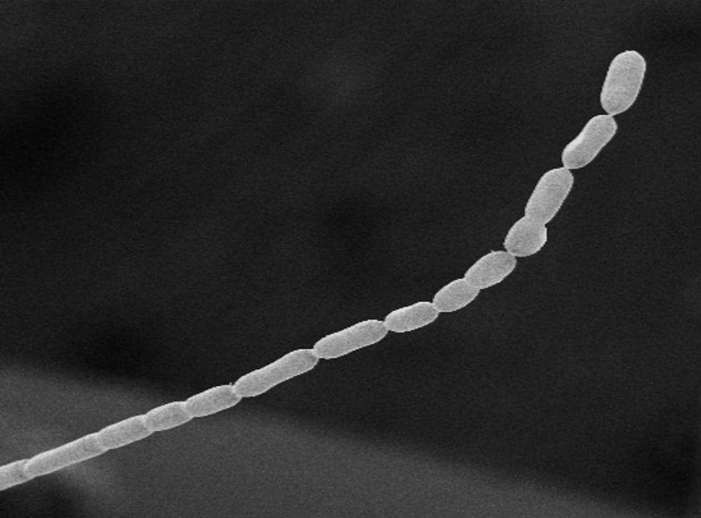 BACTERIA MÁS GRANDE