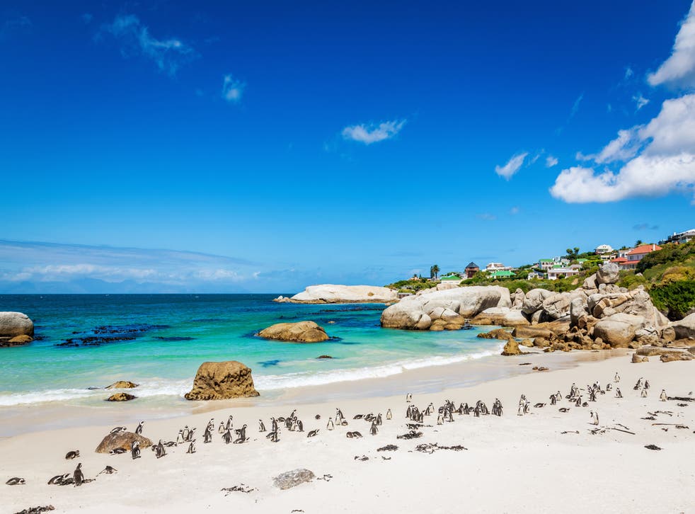 <p>South Africa, home to the penguins of Boulders Beach, has now dropped all Covid rules</p>