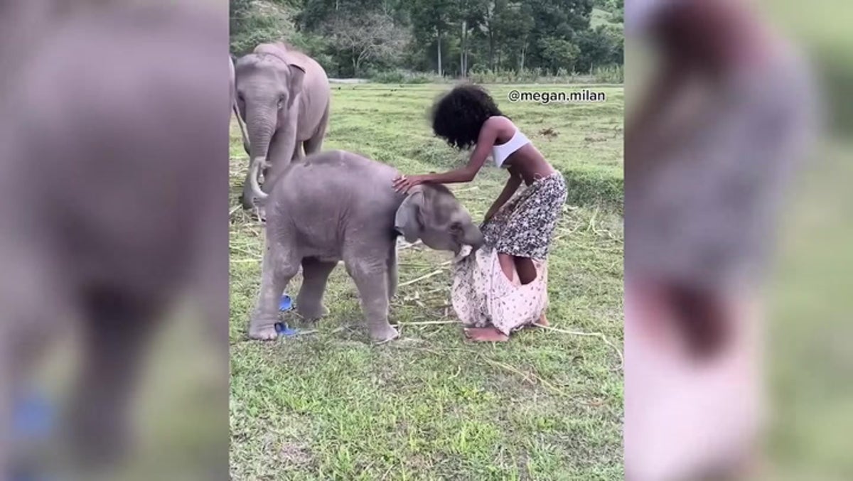 Playful baby elephant rips model's skirt off | Lifestyle | Independent TV