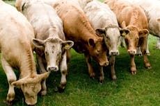 What is foot and mouth disease and can humans get it?