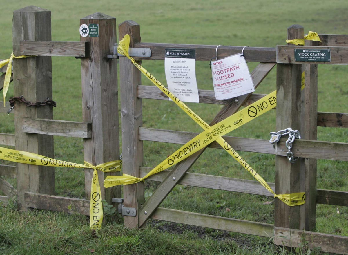 Foot and mouth ruled out after suspected case at Norfolk pig farm