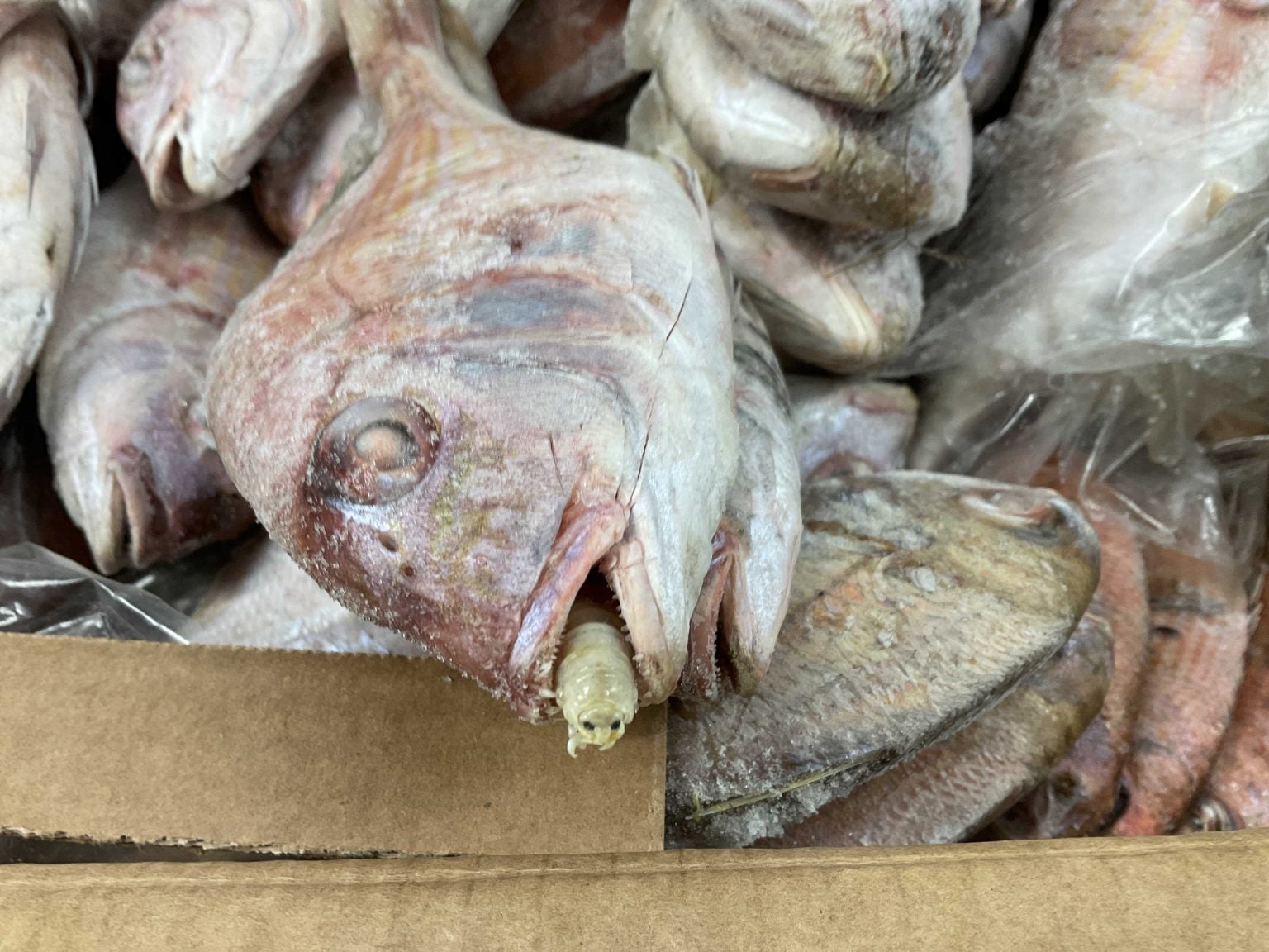 The parasites were discovered in a container of imported seabream during a routine health check