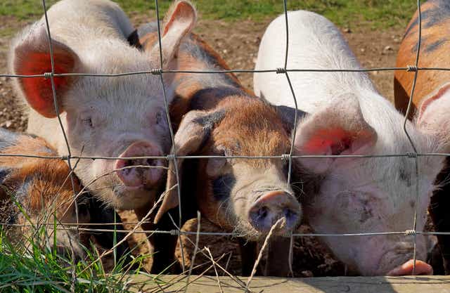 <p>Pig farm in Norfolk cleared of foot and mouth worry </p>