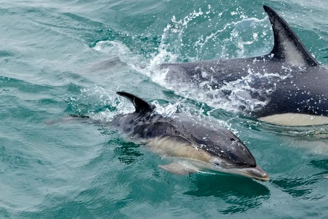 <p>File image: Japan has put up signs warning swimmers to look at the dolphins from afar  </p>