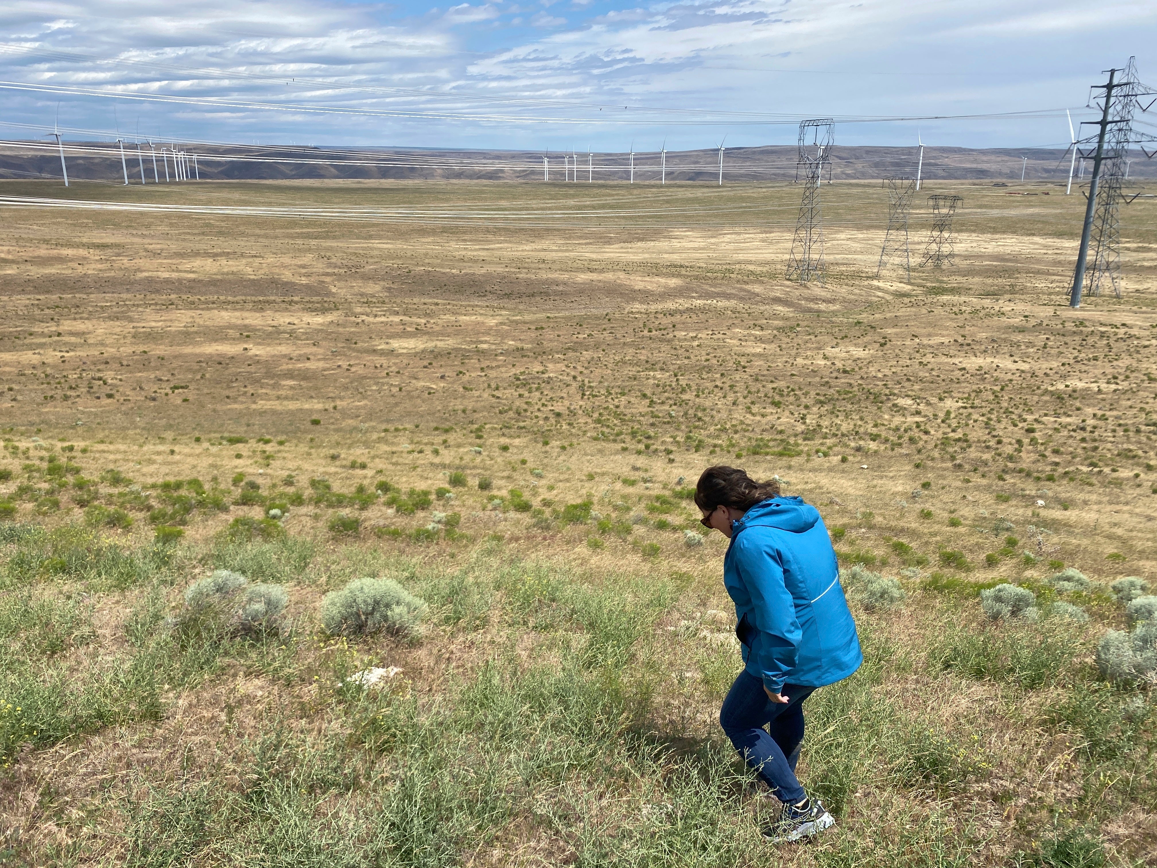 Destructive Grasshoppers