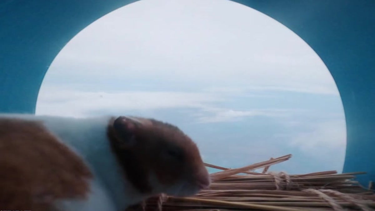 Hamster survives daring trip into the stratosphere on a flying balloon