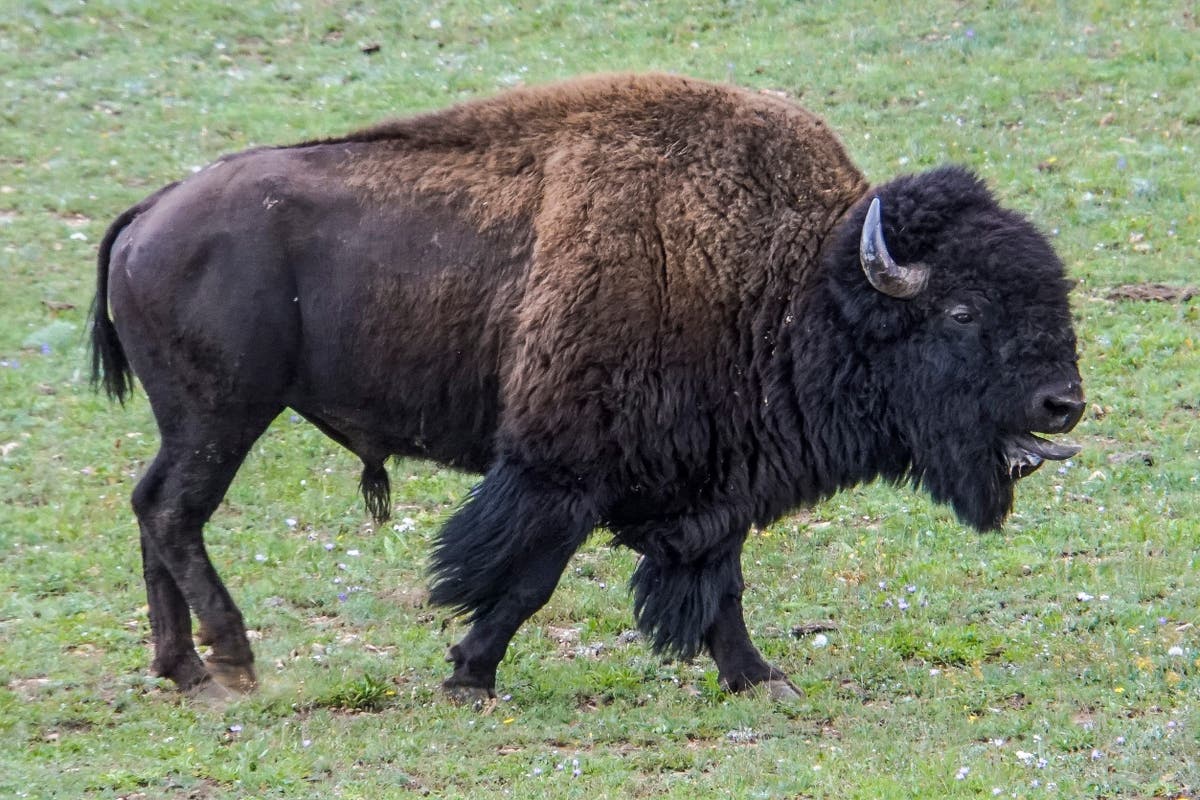 Grand Canyon won't seek volunteers to kill bison this fall | The ...