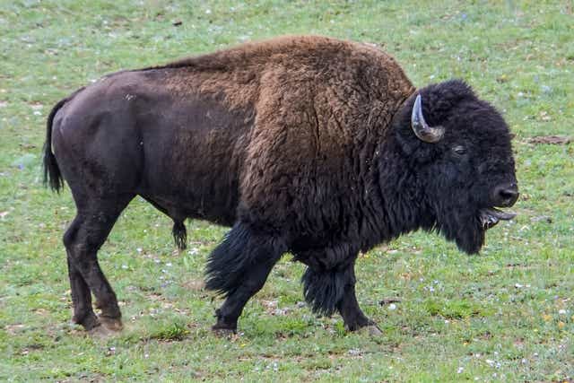 <p>A man has been gored by a Bison in Yellowstone National Park </p>