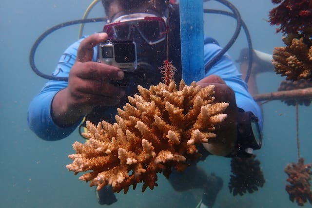 APTOPIX Climate Coral Reefs