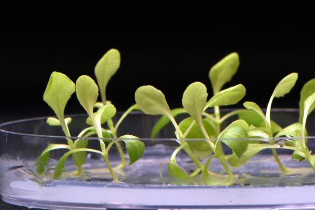 <p>Scientists are developing artificial photosynthesis to help make food production more energy efficient</p>