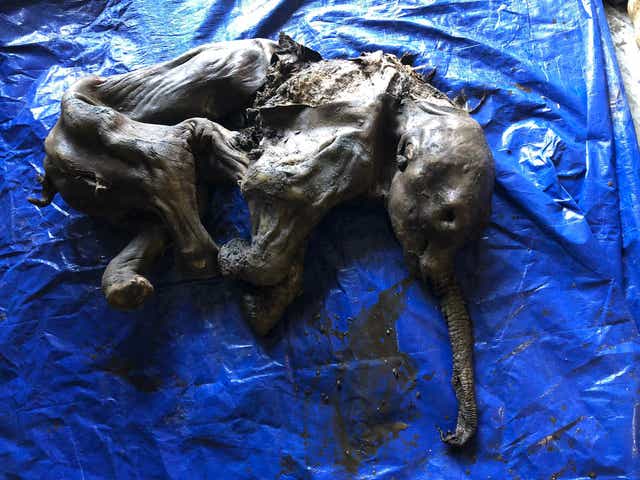 <p>Mummified remains of baby woolly mammoth found in  Yukon Canada</p>