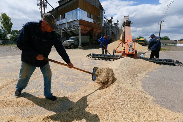 <p>Ukrainian farmers mix grain of barley and wheat after the harvesting of crops in Odesa last week</p>