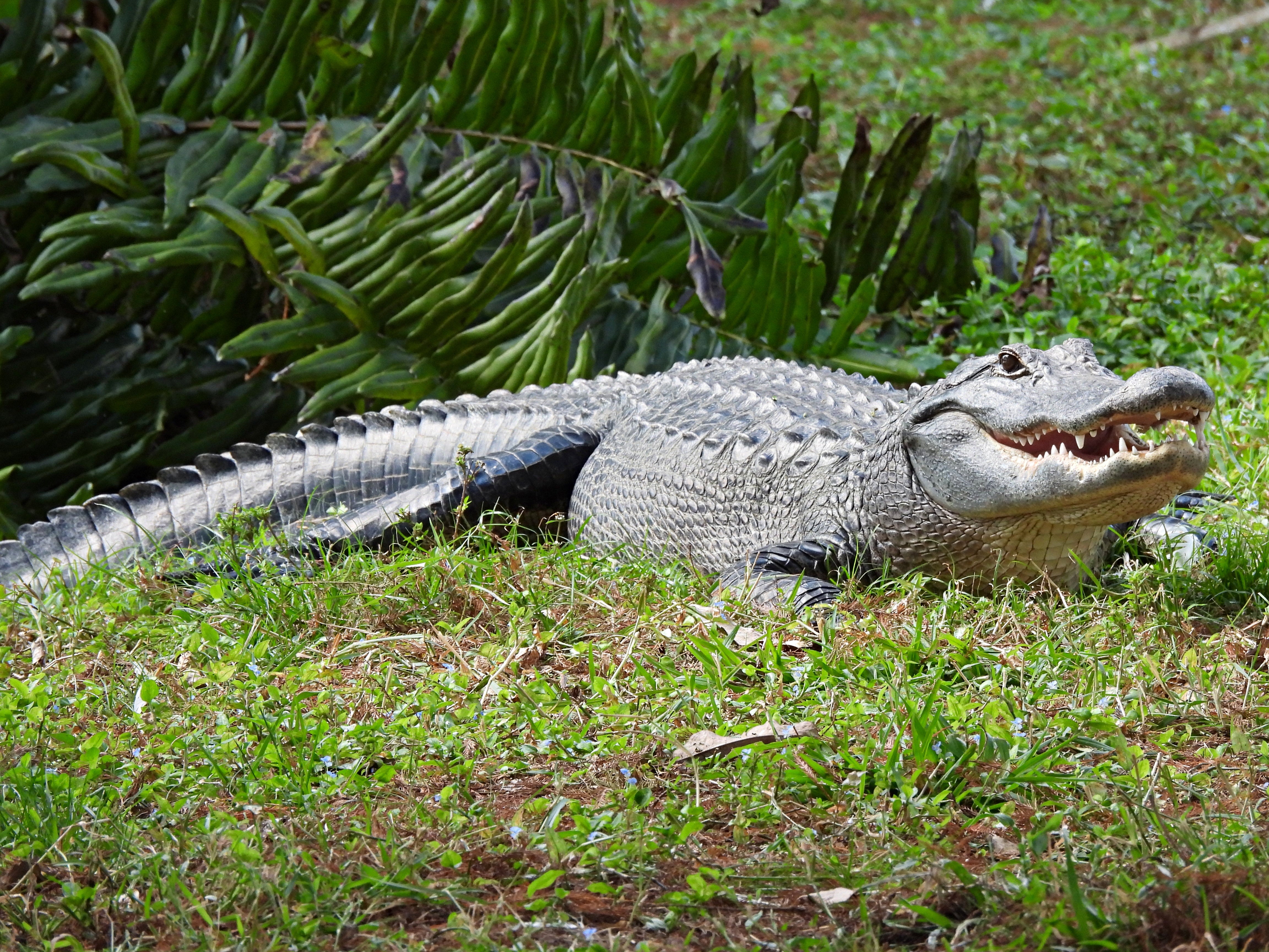 Police determined a person was pulled into the water by an alligator