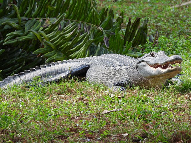 <p>A 69-year-old South Carolina woman was attacked and killed by an alligator </p>