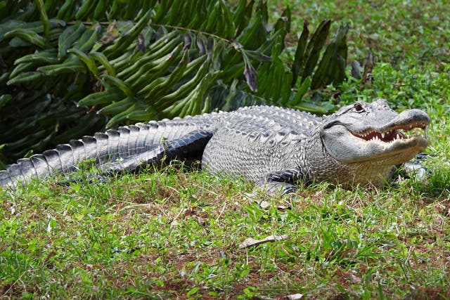 <p>Police determined a person was pulled into the water by an alligator </p>