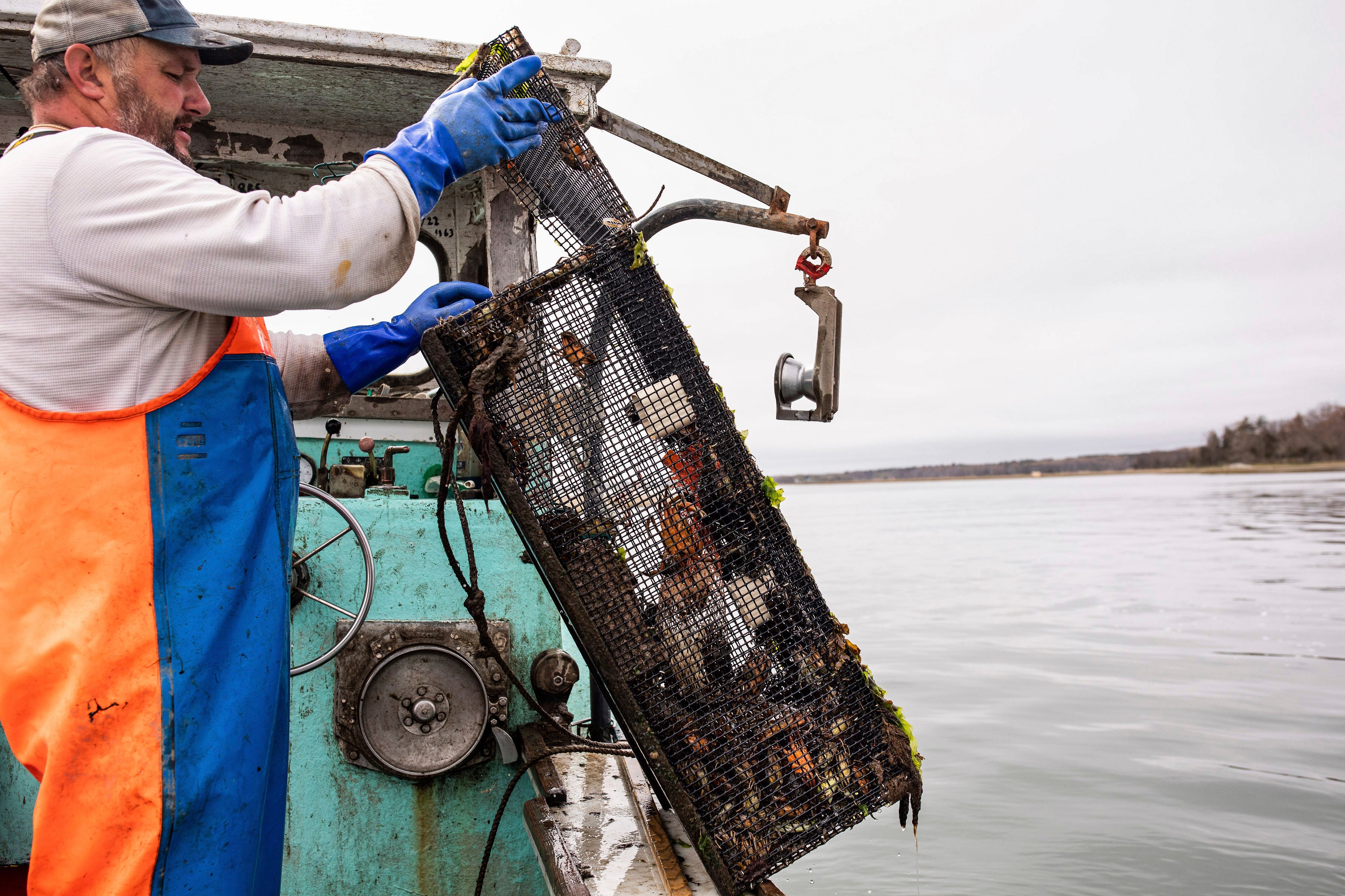 Fisherman Dwight Souther of Seabrook, New Hampshire, hauling in a trap of green crabs