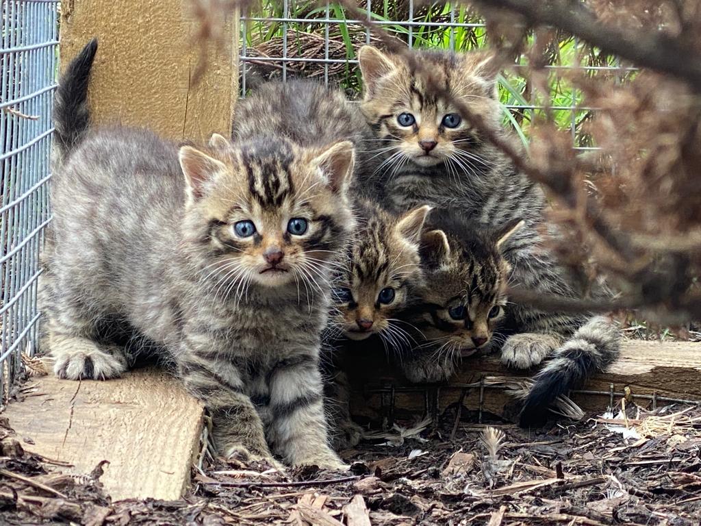 Four of the wildcat kittens born at the Highland Wildlife Park near Aviemore