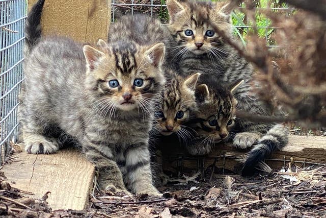 <p>Four of the wildcat kittens born at the Highland Wildlife Park near Aviemore</p>