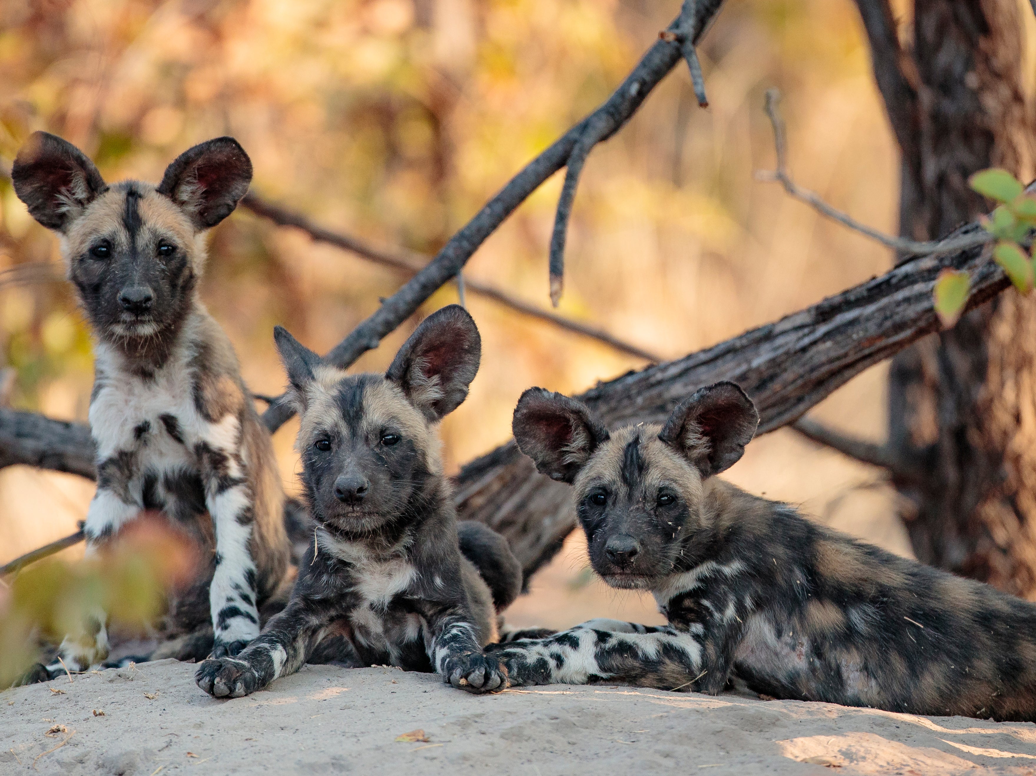African wild dog pups. The species are now having their pups an average of 22 days later each year than they were 30 years ago