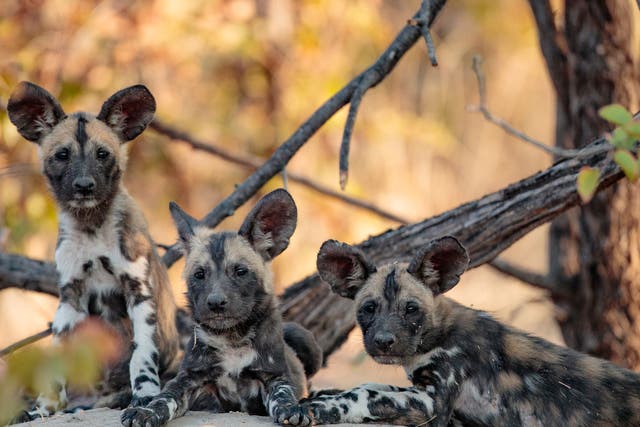 <p>African wild dog pups. The species are now having their pups an average of 22 days later each year than they were 30 years ago</p>