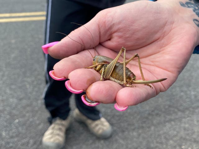 <p>A Mormon cricket in Oregon this month. The species can grow almost three inches in length  </p>