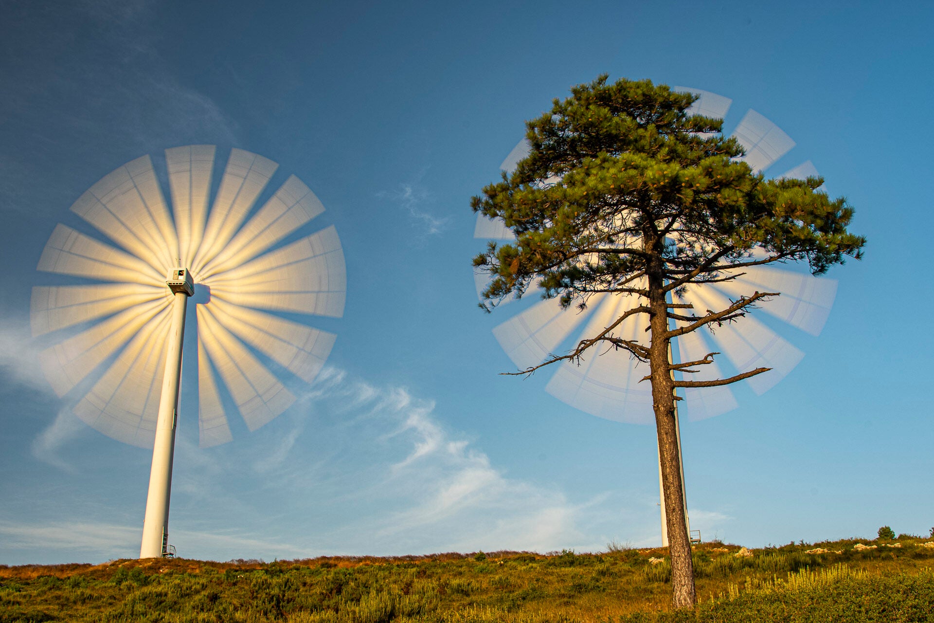 Mr Bueno’s work is in the ‘Changing Forests’ category