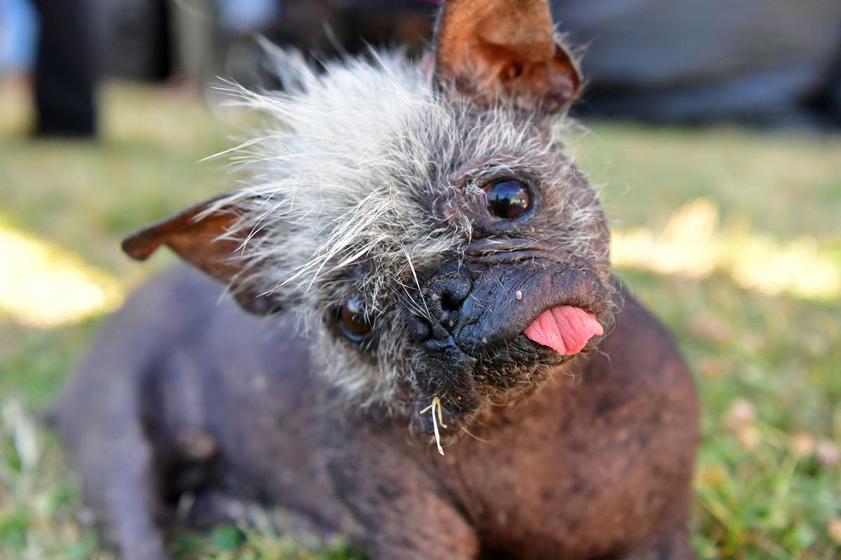 World’s Ugliest Dog 2022 award goes to 17yearold Mr Happy Face The