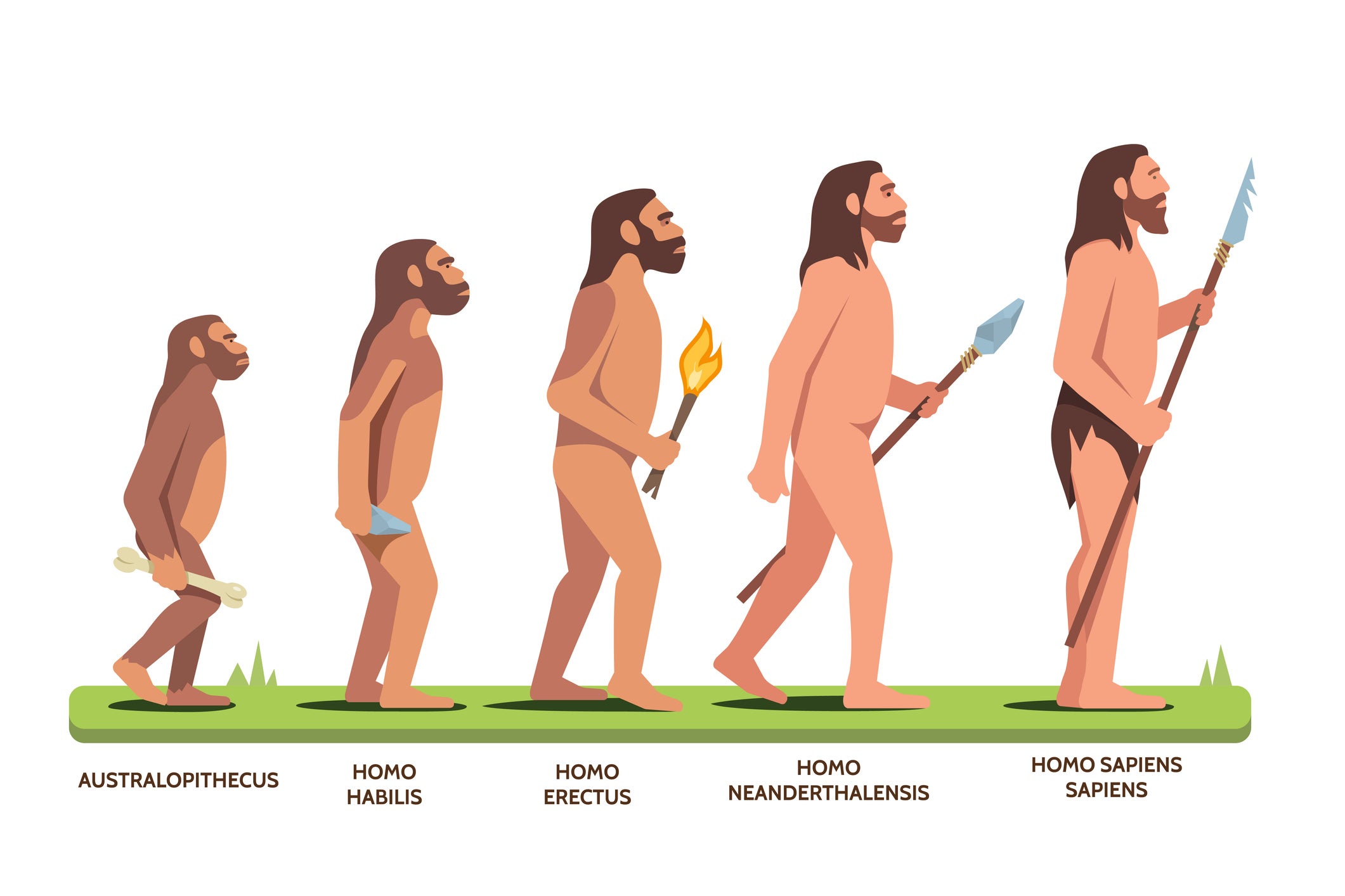 Evolution of Man series shows Australopithecus to Homo sapiens